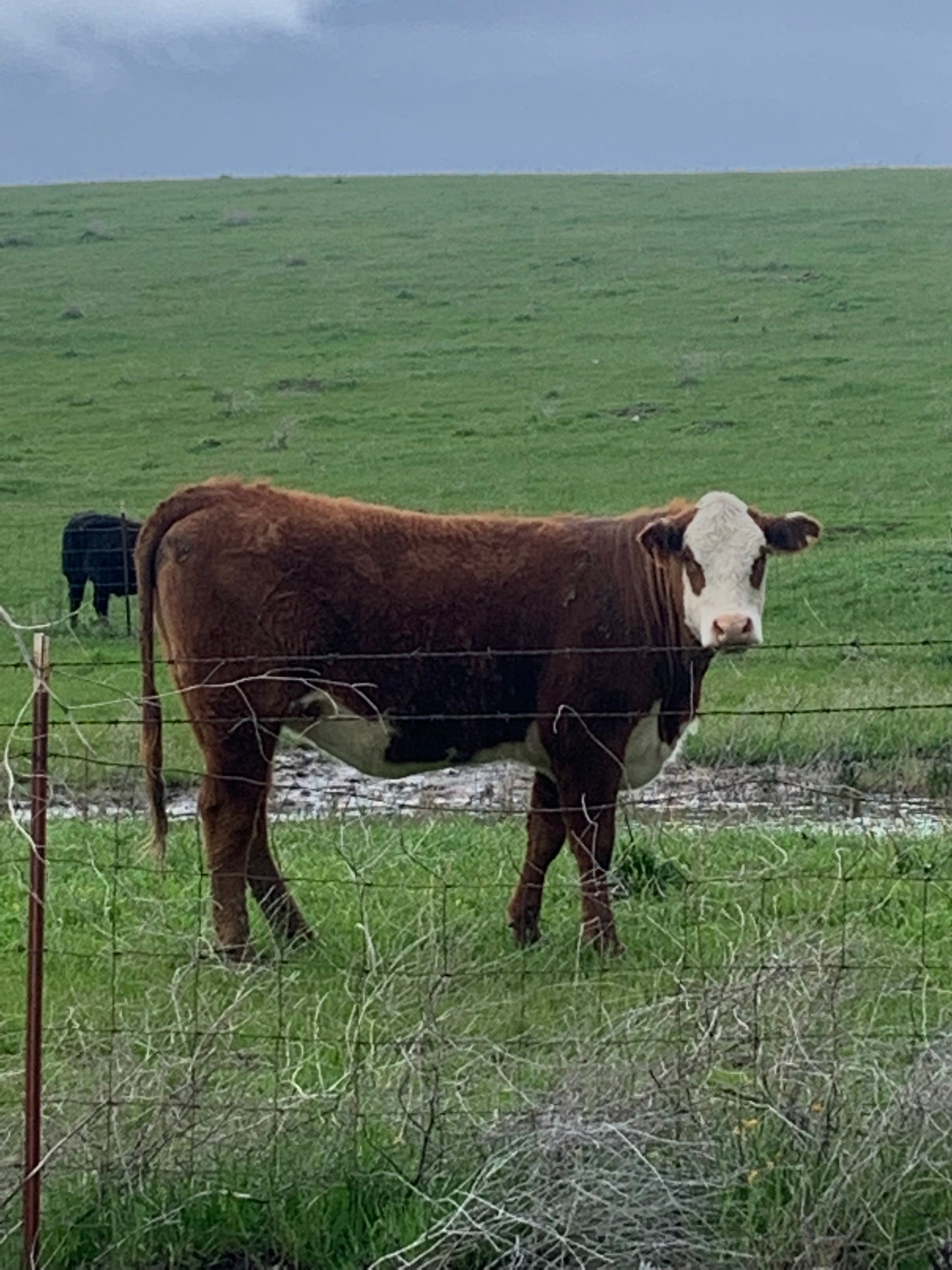 Get BRANDED with BRANDED COW APPAREL